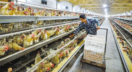 2020鸡粪智能处理啦，你还不知道？